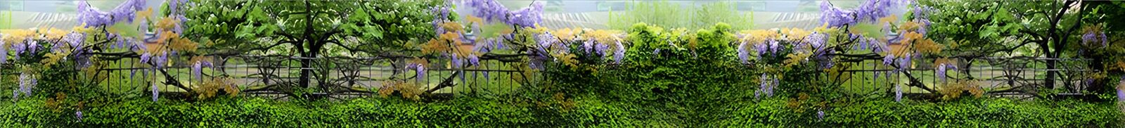 OCCOM3636546: Serene Garden with Wisteria Blooms