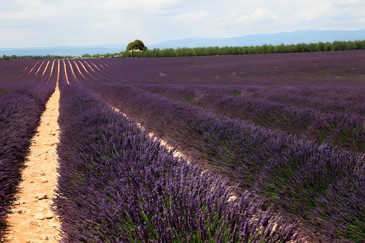 Lavender Fields Under Blue Skies