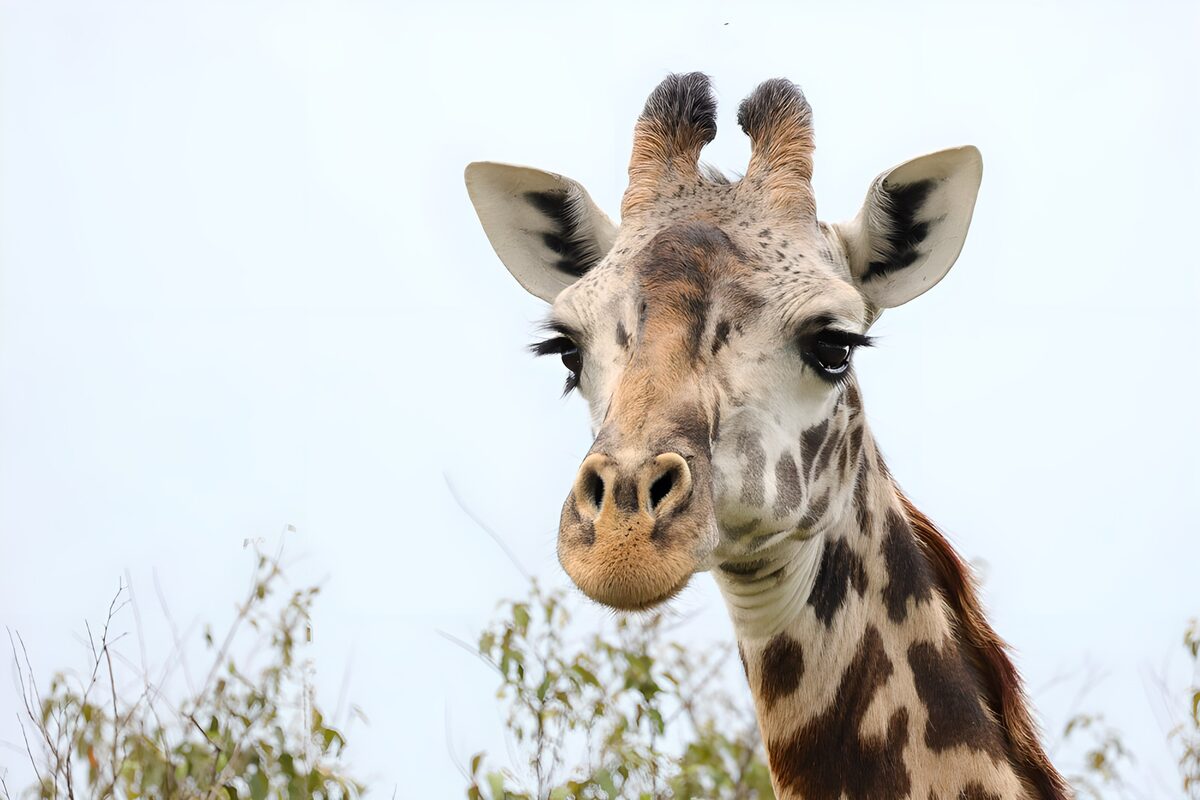 Majestic Giraffe Portrait