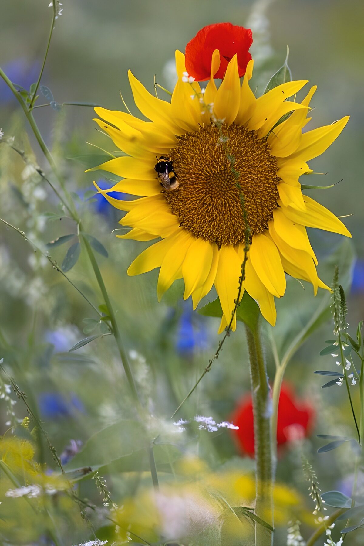 Bright Blooms and Busy Bees