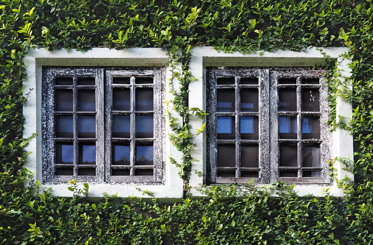 OCCOM6476458: Enchanted Ivy-Covered Windows