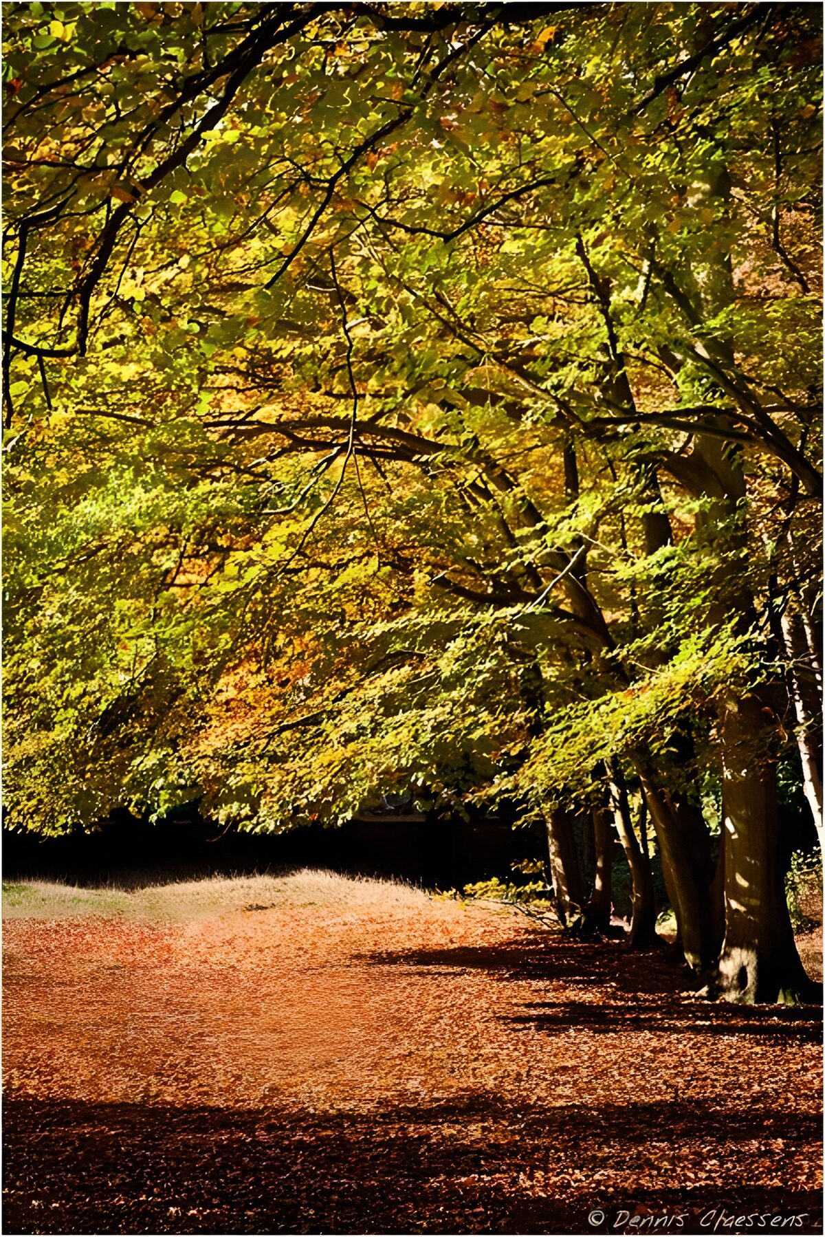 OCCOM1795456: Autumn Bliss in the Forest