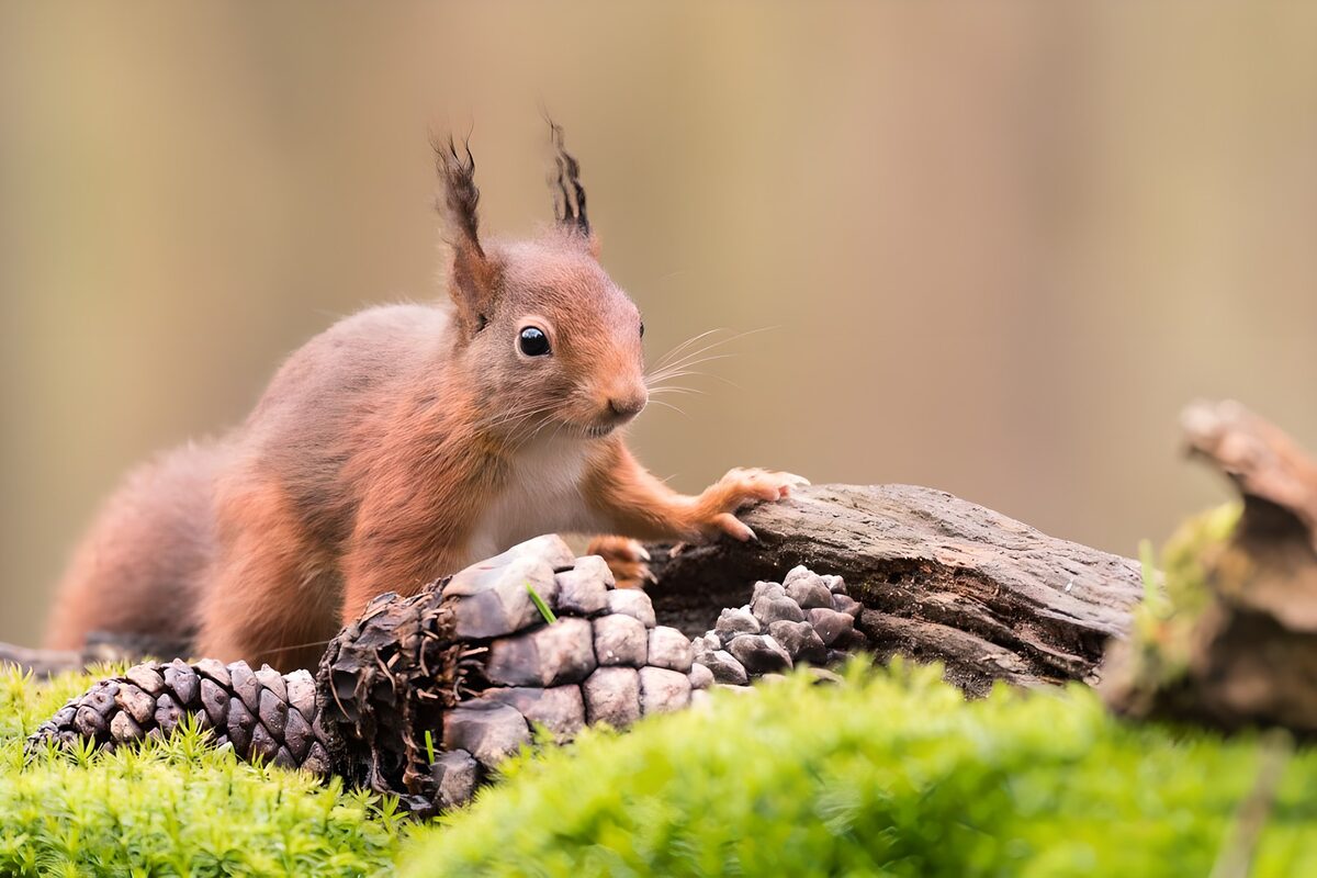 Curious Squirrel in Nature