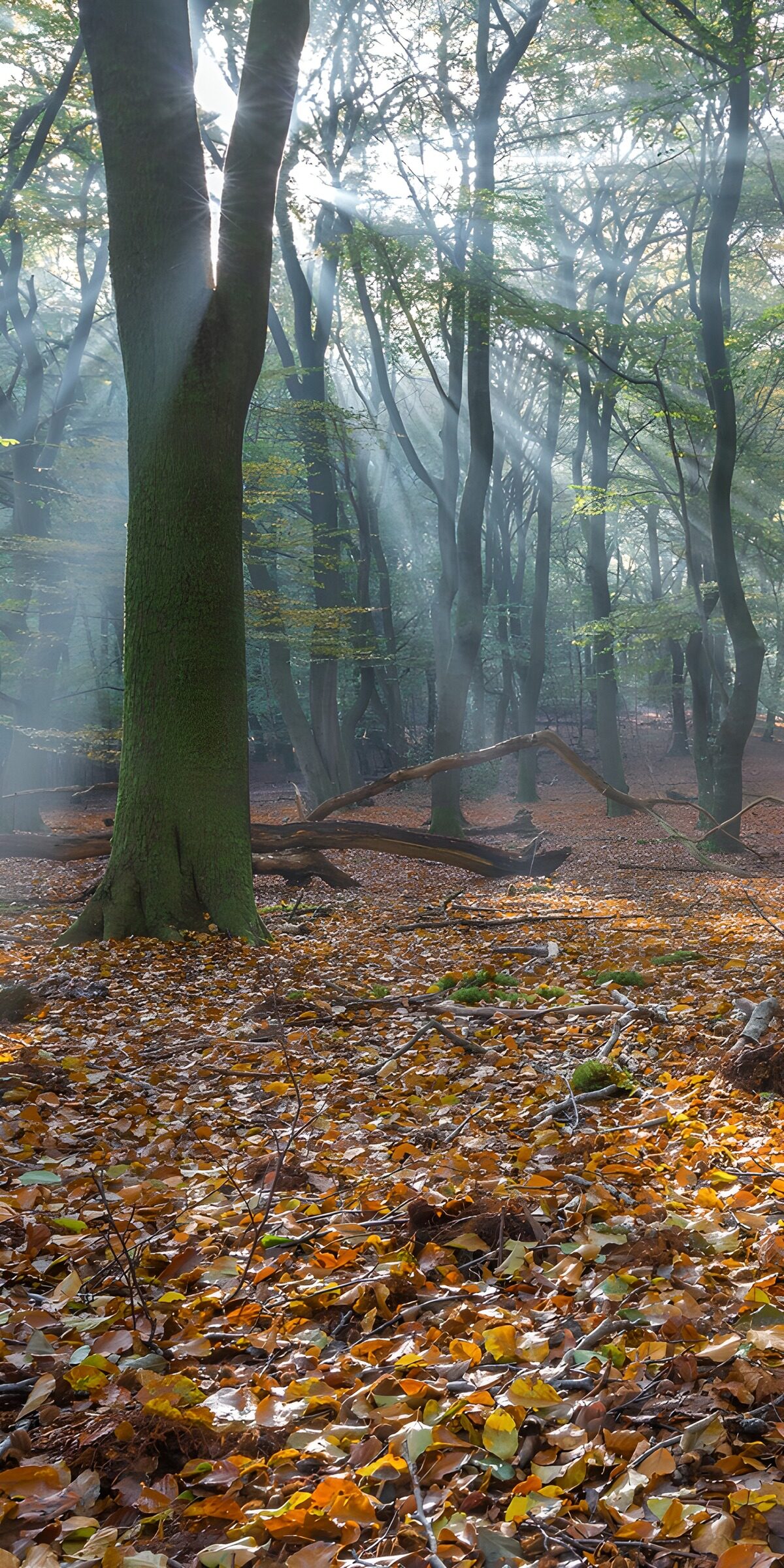 OCCOM7416499: Enchanted Forest Light
