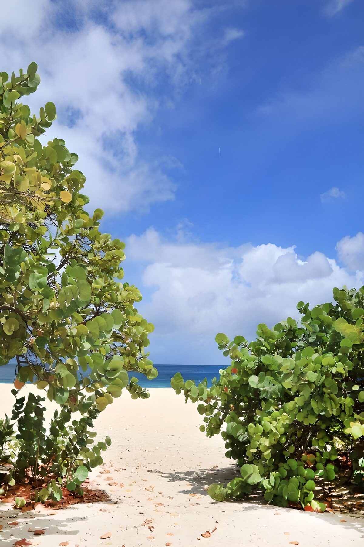 OCCOM5220705: Coastal Serenity Through the Greens