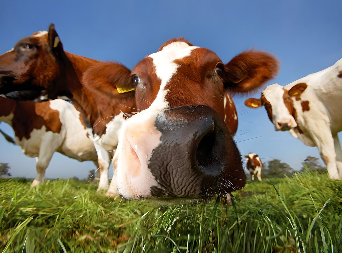 Curious Cow Close-Up in the Meadow