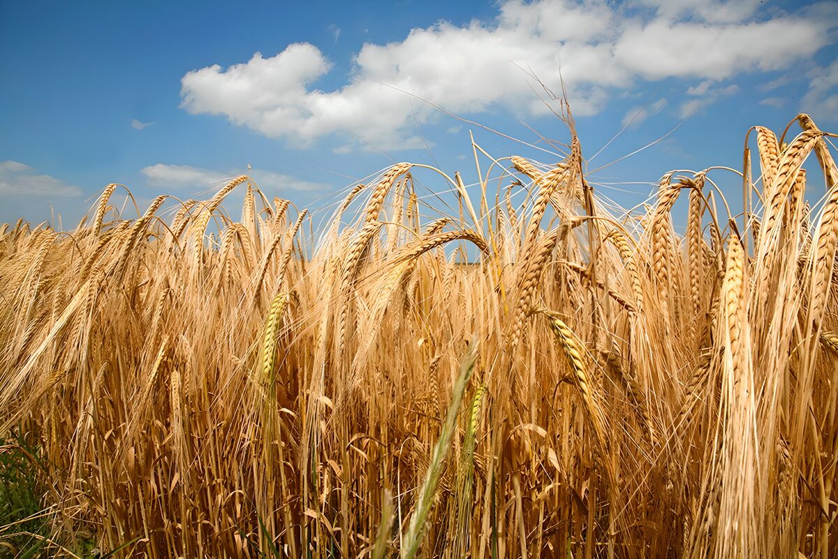 Golden Wheat Fields Under a Bright Sky