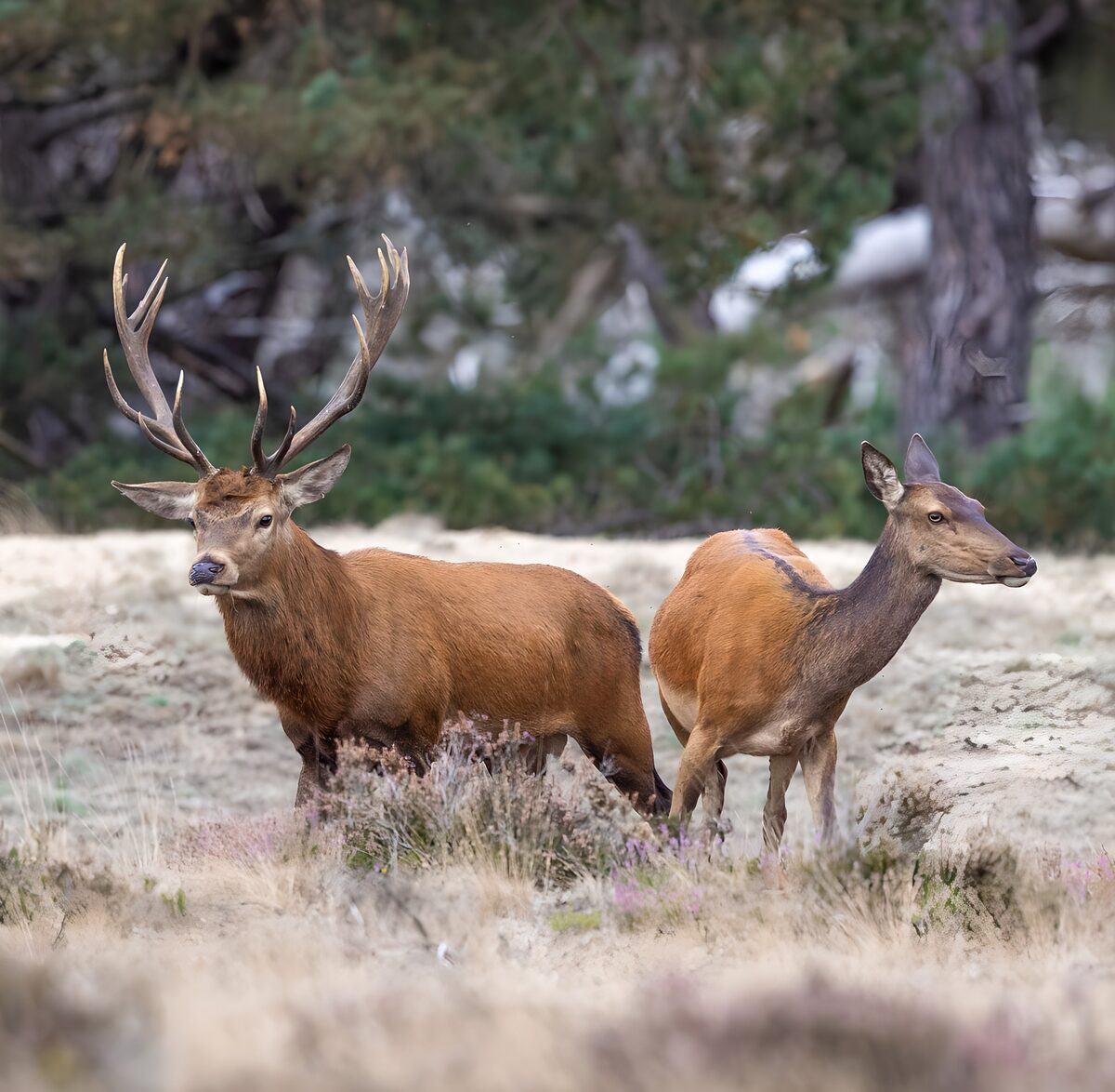 Majestic Stags in Natural Habitat