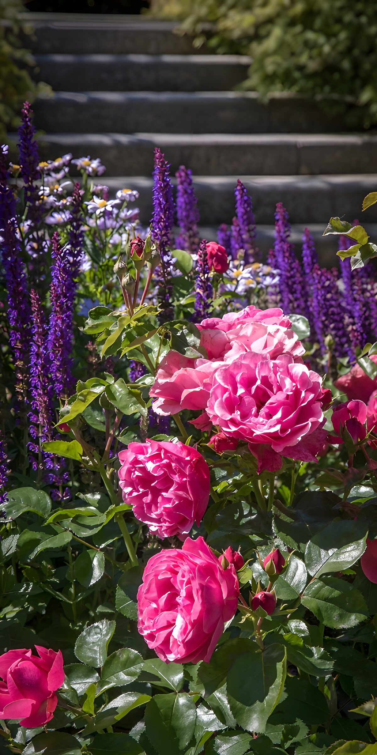 OCCOM8652695: Vibrant Roses Amidst Stone Steps