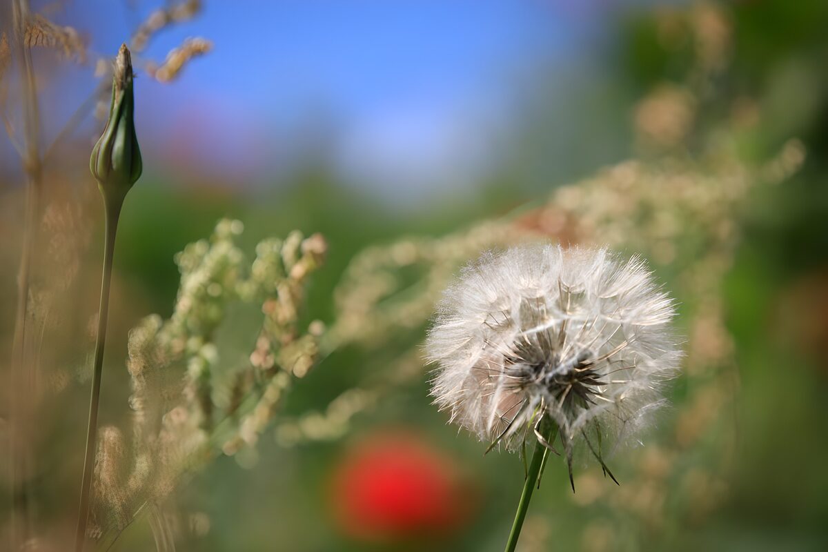Dandelion Dreams in Bloom