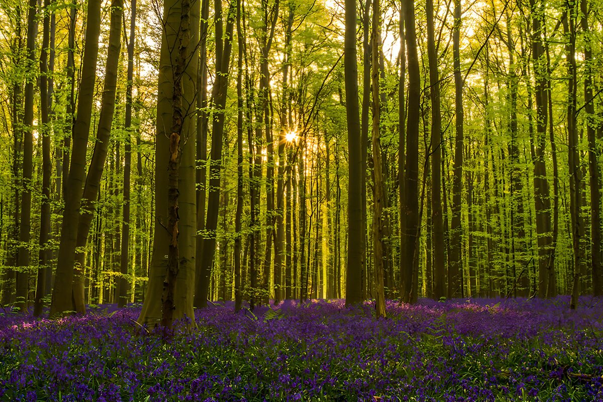 OCCOM2059429: Enchanted Forest Glow