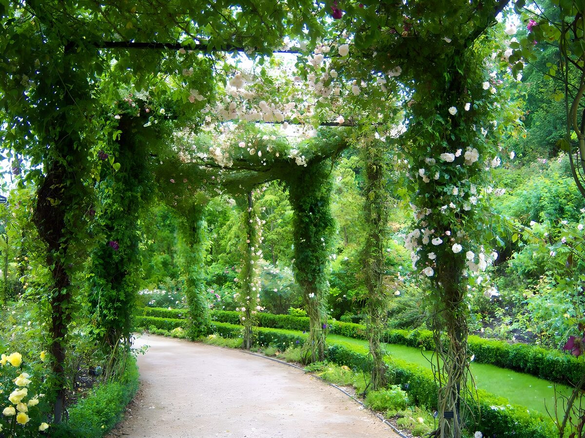 OCCOM7078701: Lush Garden Pathway Under Floral Arches