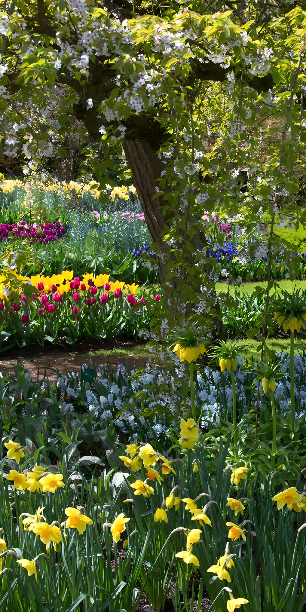 OCCOM4882688: Vibrant Spring Garden Blooms