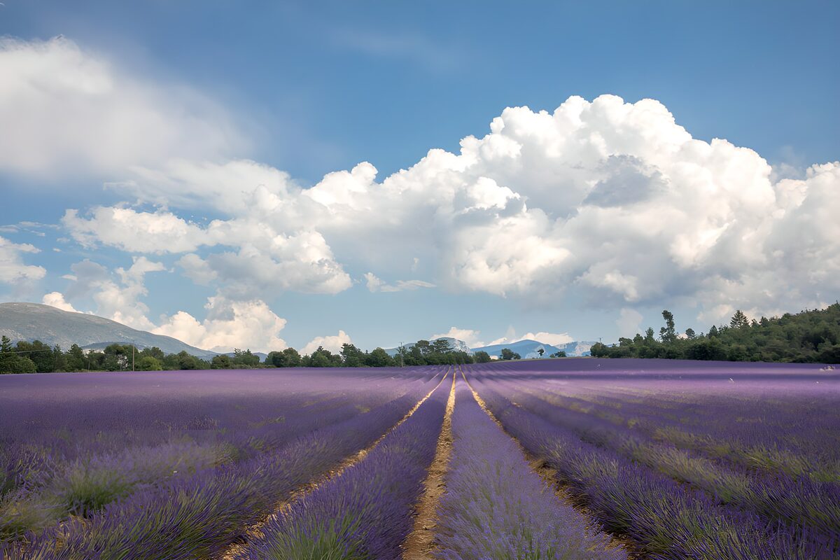 Lavender Fields Under a Blue Sky