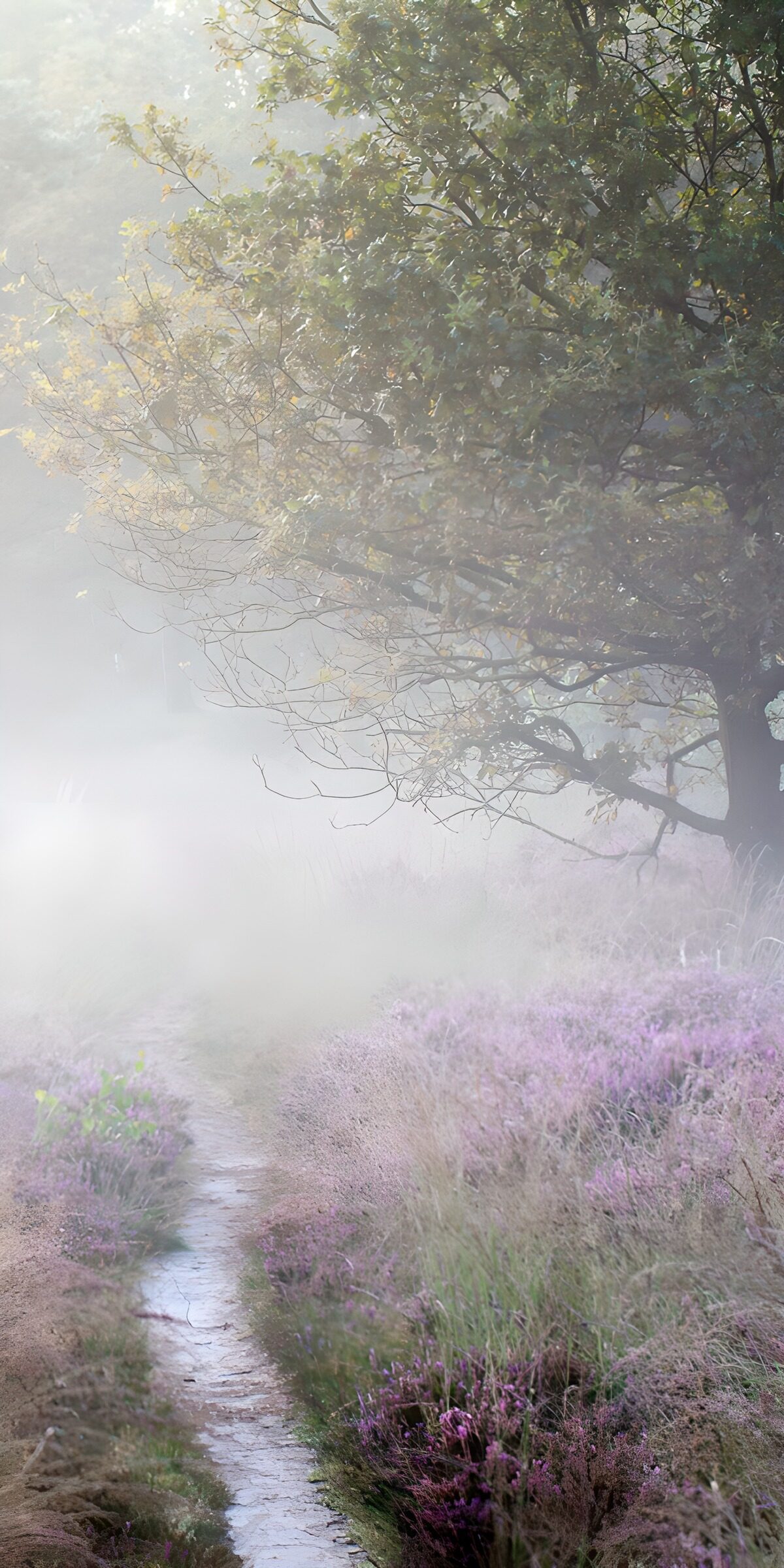 OCCOM7205295: Misty Pathway Through Blooming Heather