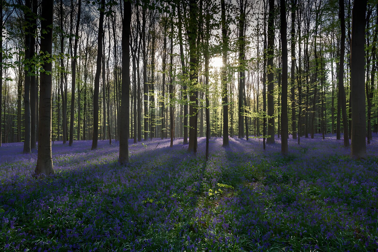 OCCOM9193072: Enchanted Forest of Bluebells