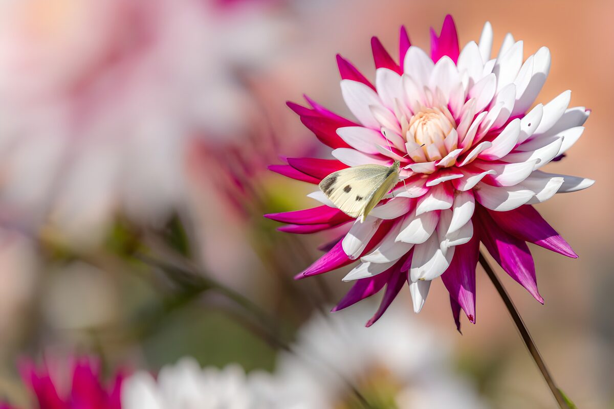 Delicate Butterfly on Stunning Flower