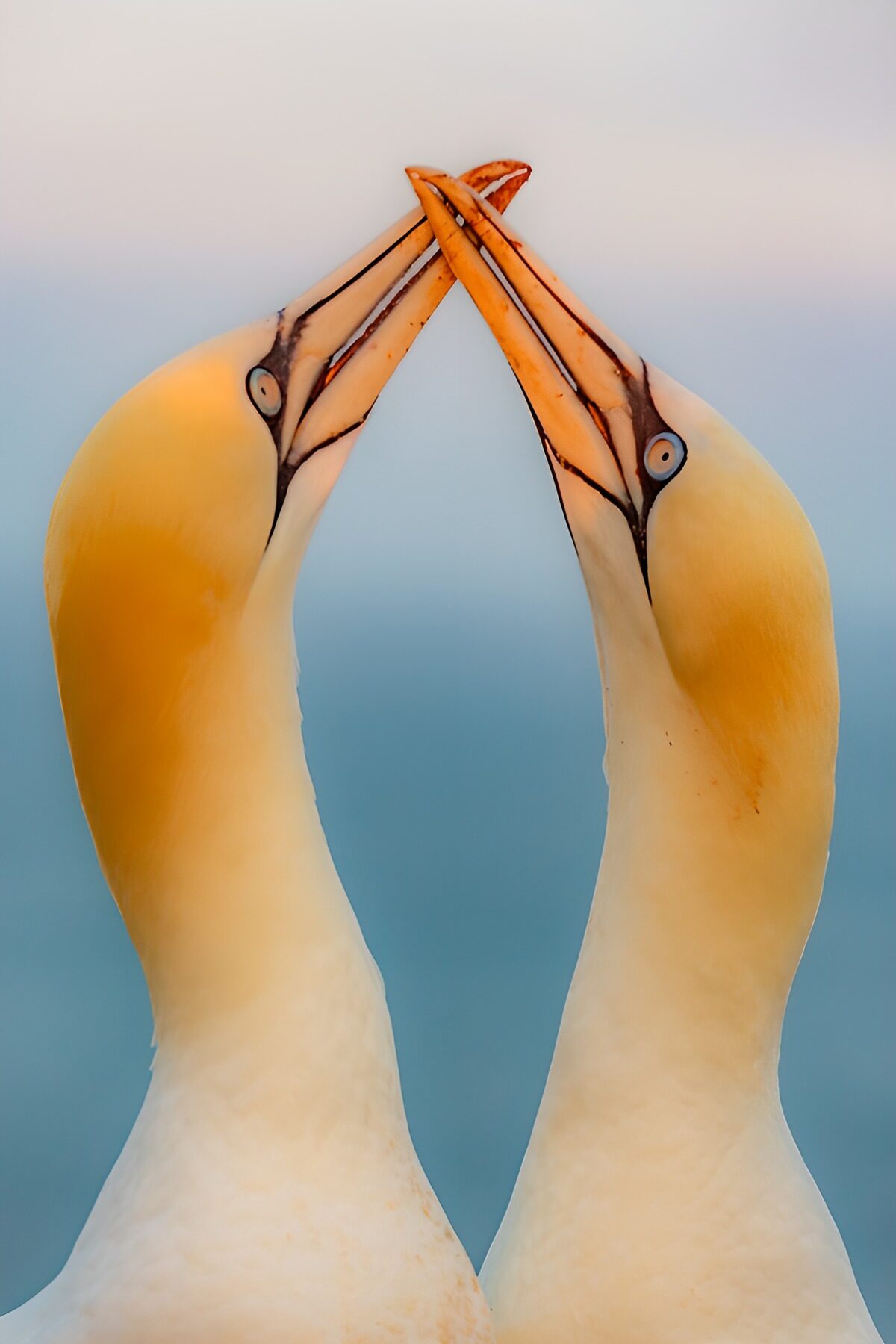 Lovebirds in Harmony