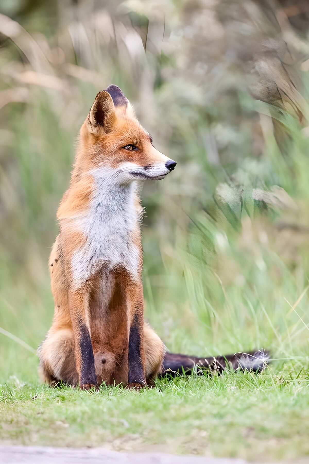 OCCOM2827141: Majestic Red Fox in Natural Habitat