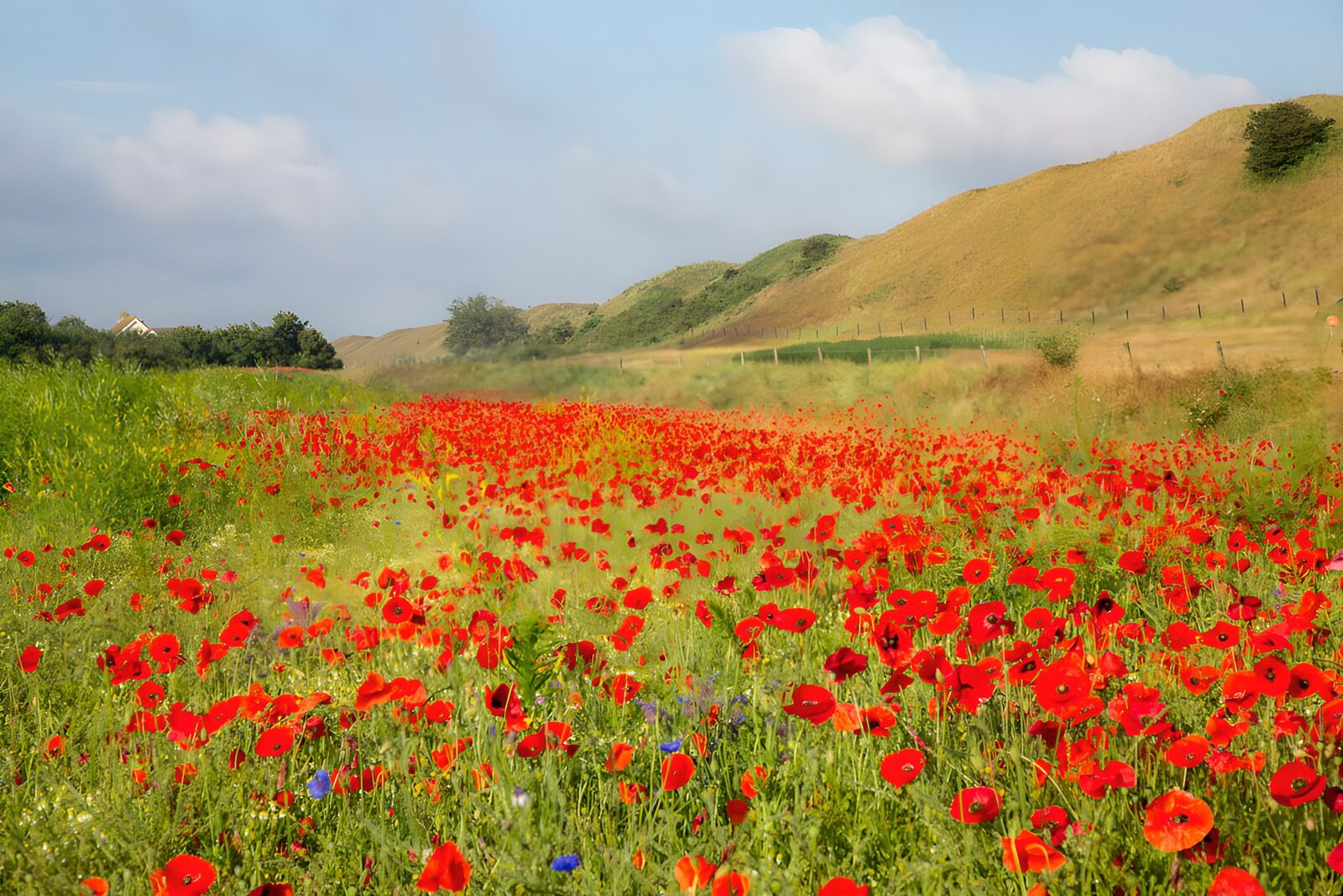 OCCOM5909863: Field of Vibrant Red Poppies