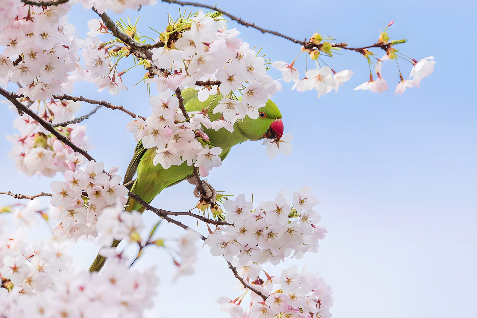 OCCOM5326358: Parrot Among Cherry Blossoms