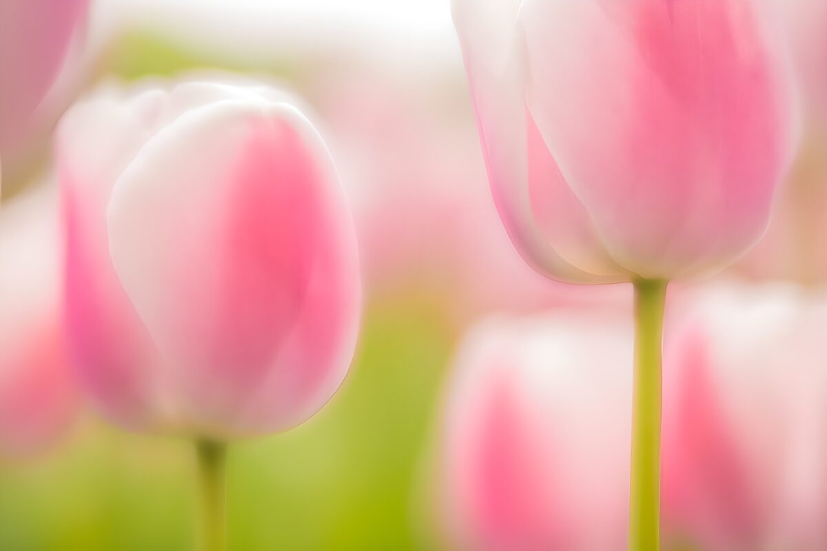 Delicate Pink Tulips in Bloom