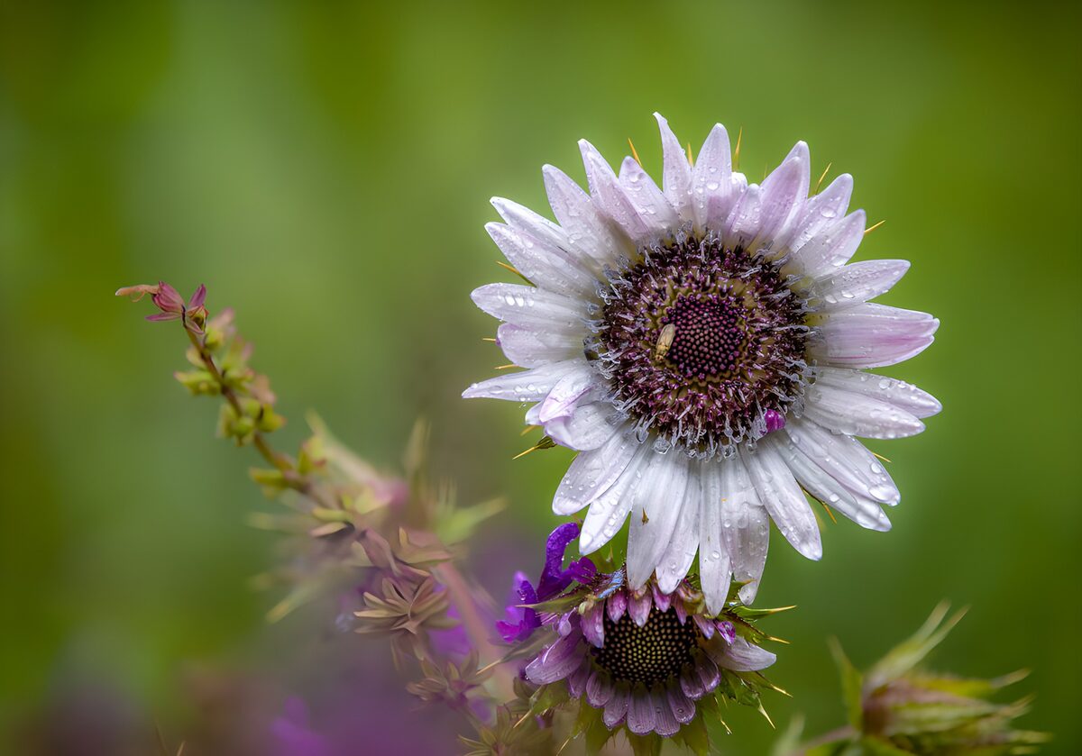 Rain-Kissed Wildflower Bloom