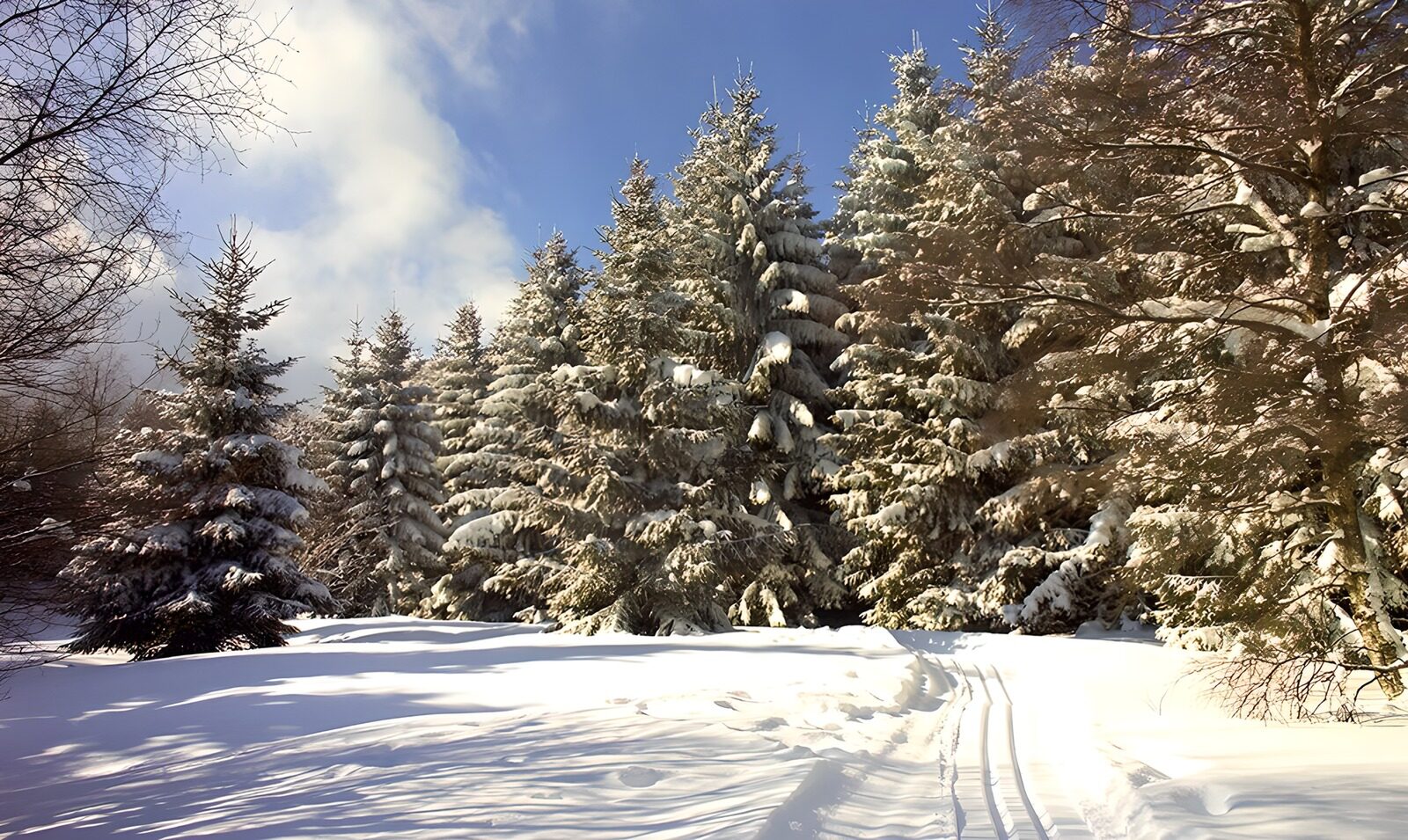 OCCOM3241766: Winter Wonderland: Snowy Forest Scene