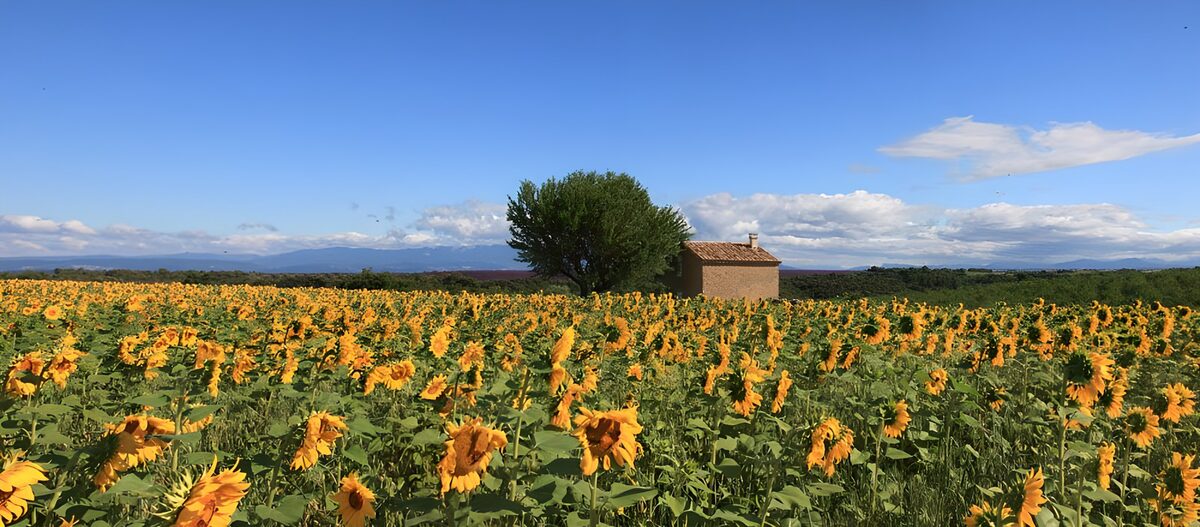 Sunflower Serenity in Tuscany