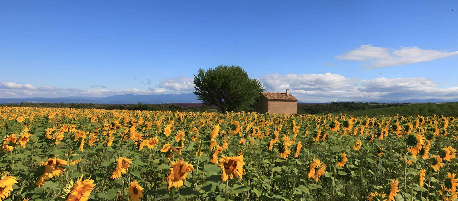 OCCOM7773649: Sunflower Serenity in Tuscany