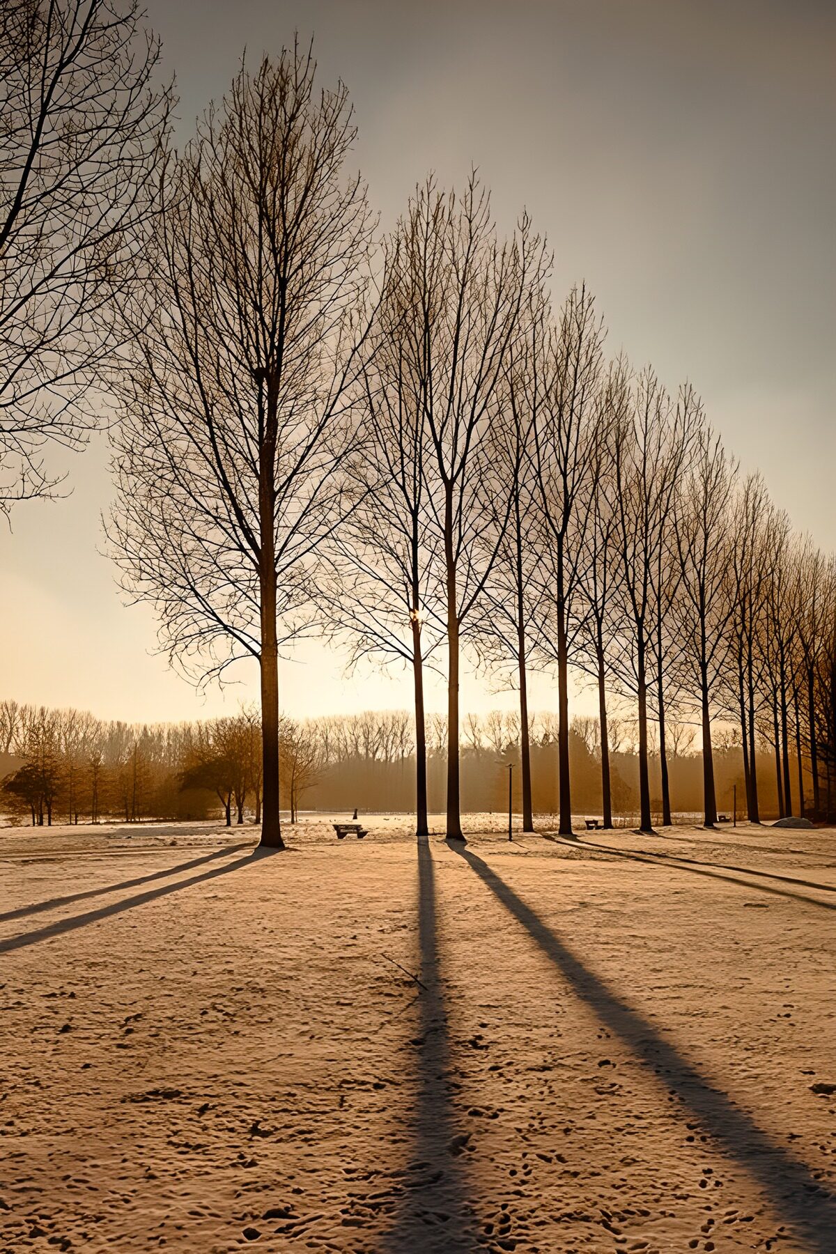 Winter Morning Serenity