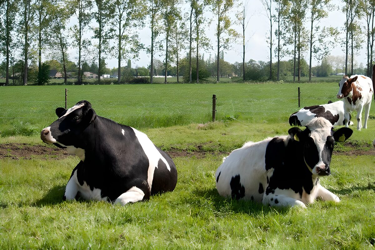 Relaxing Cows in a Green Pasture