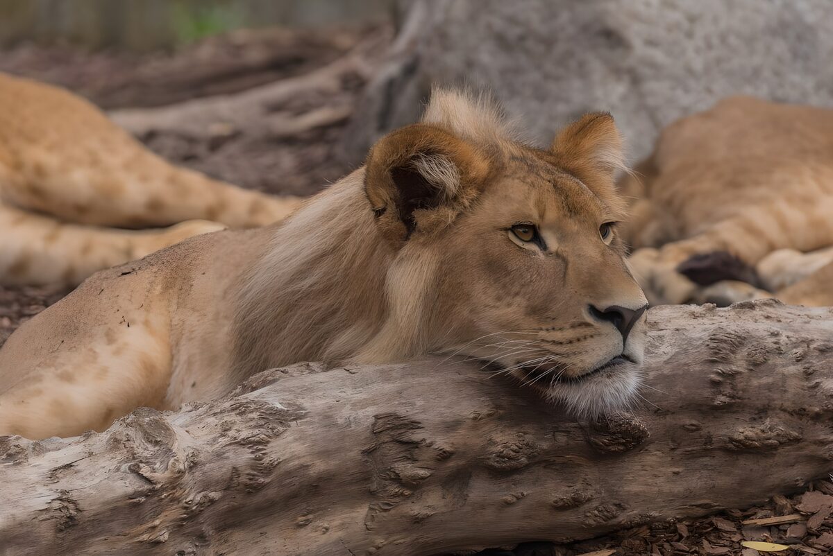 Resting Lioness in Serenity
