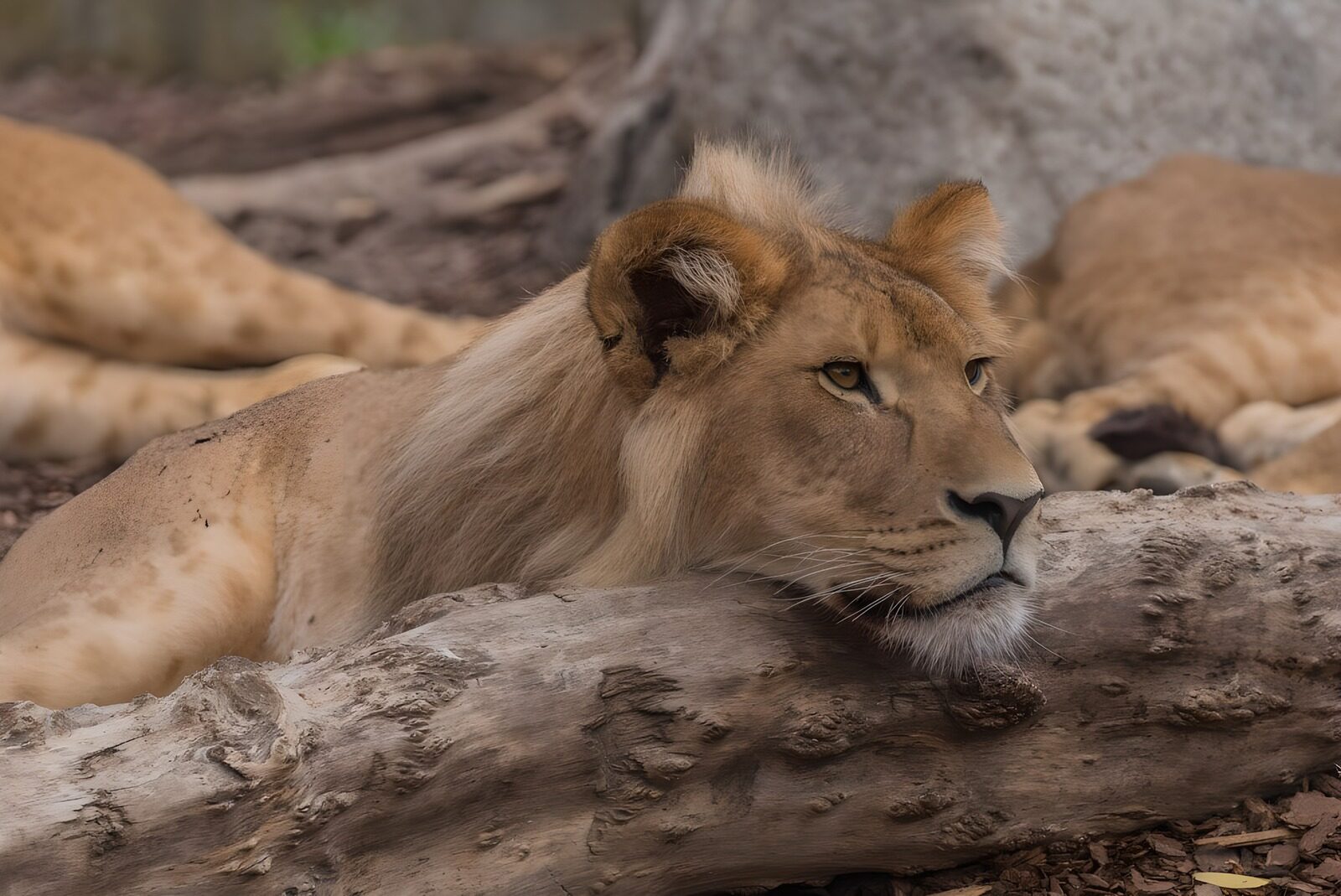 OCCOM4759431: Resting Lioness in Serenity