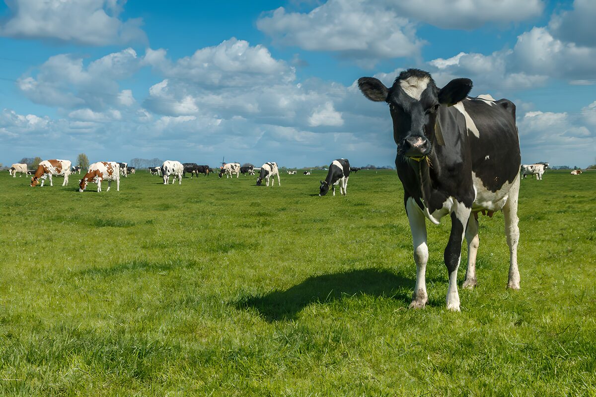 Peaceful Pasture with Grazing Cows