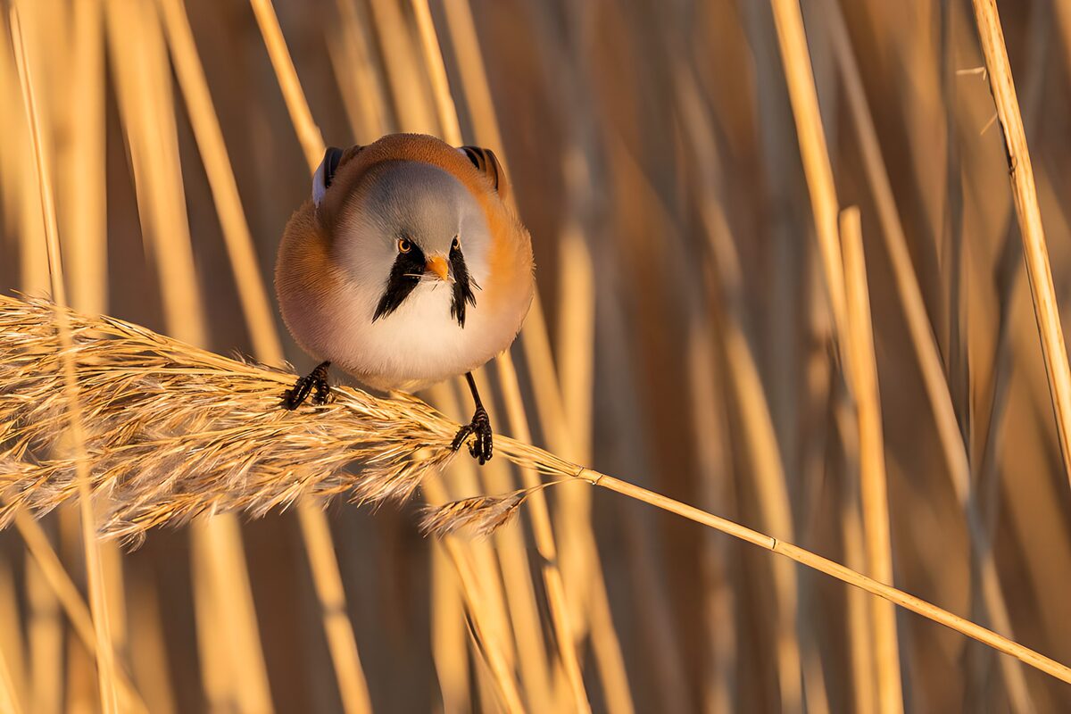 OCCOM1849156: Bird Perched in Golden Reeds