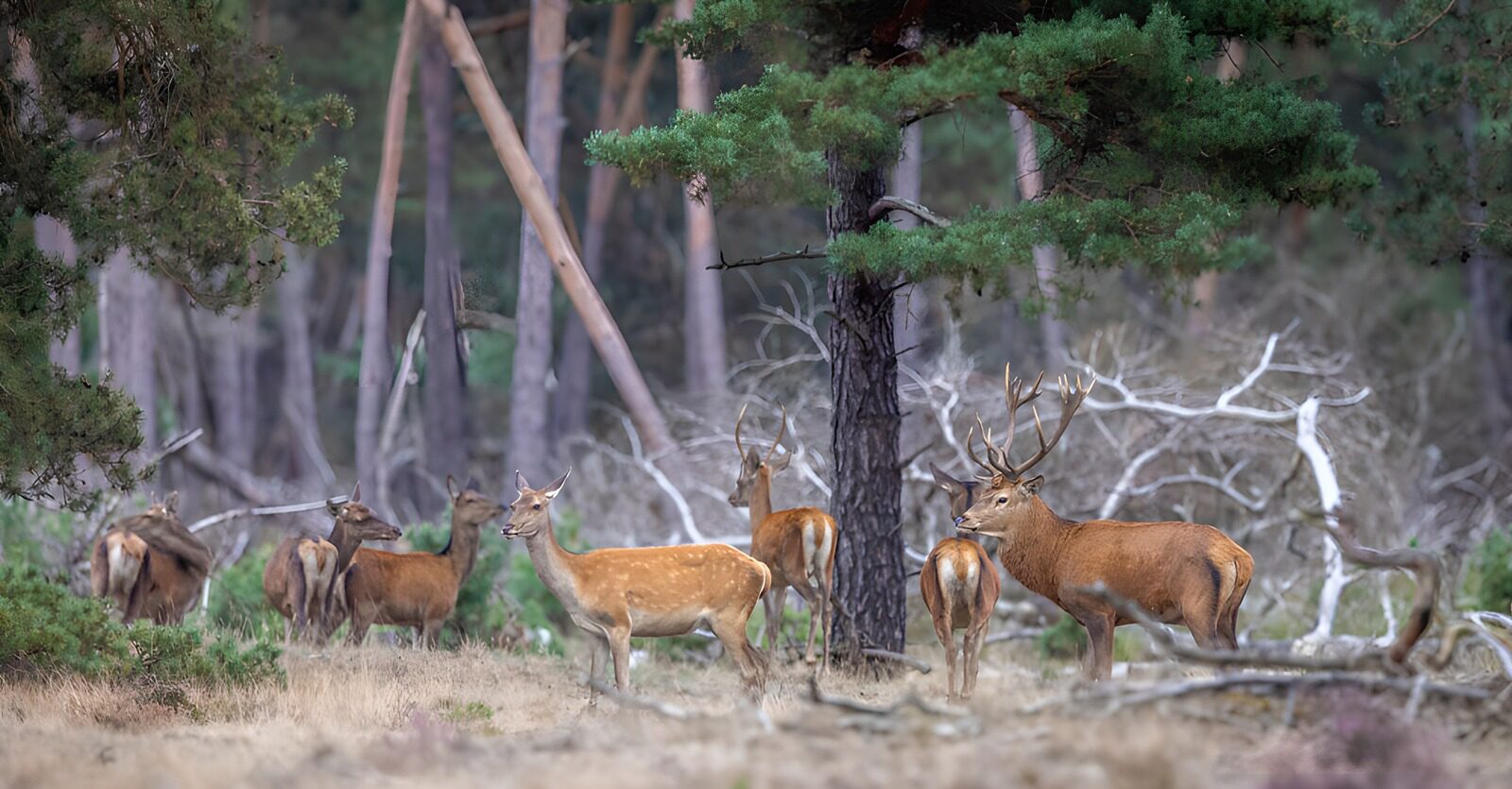 OCCOM5317765: Majestic Deer in a Serene Forest