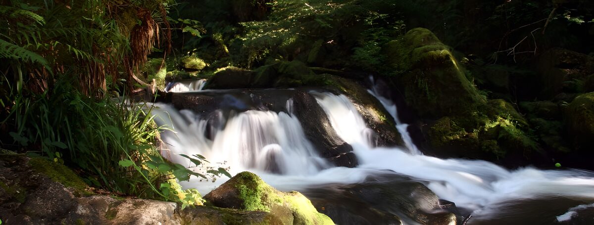 OCCOM9277030: Tranquil Forest Stream