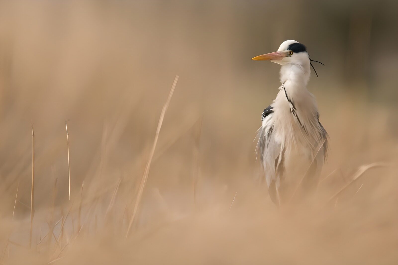 OCCOM7628983: Elegant Heron in Reed Grass