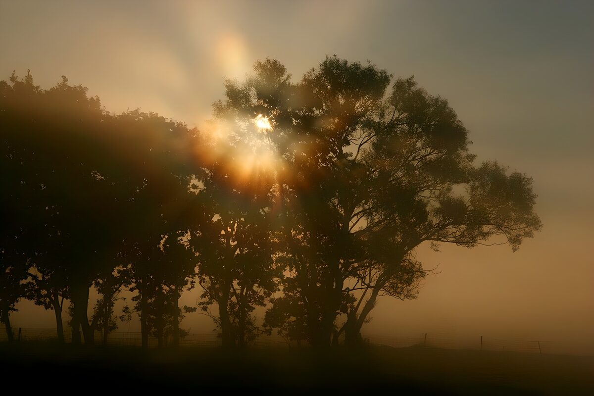 Enchanted Morning Light Through Trees