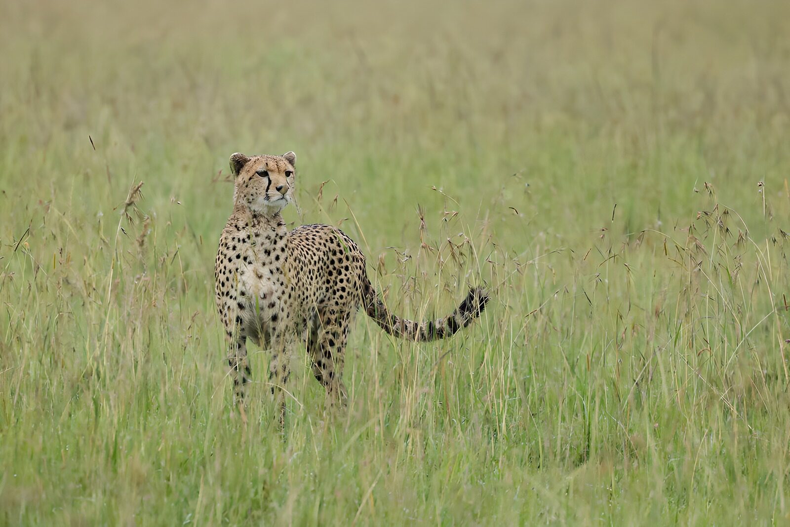 OCCOM6078712: Cheetah in Tall Grass