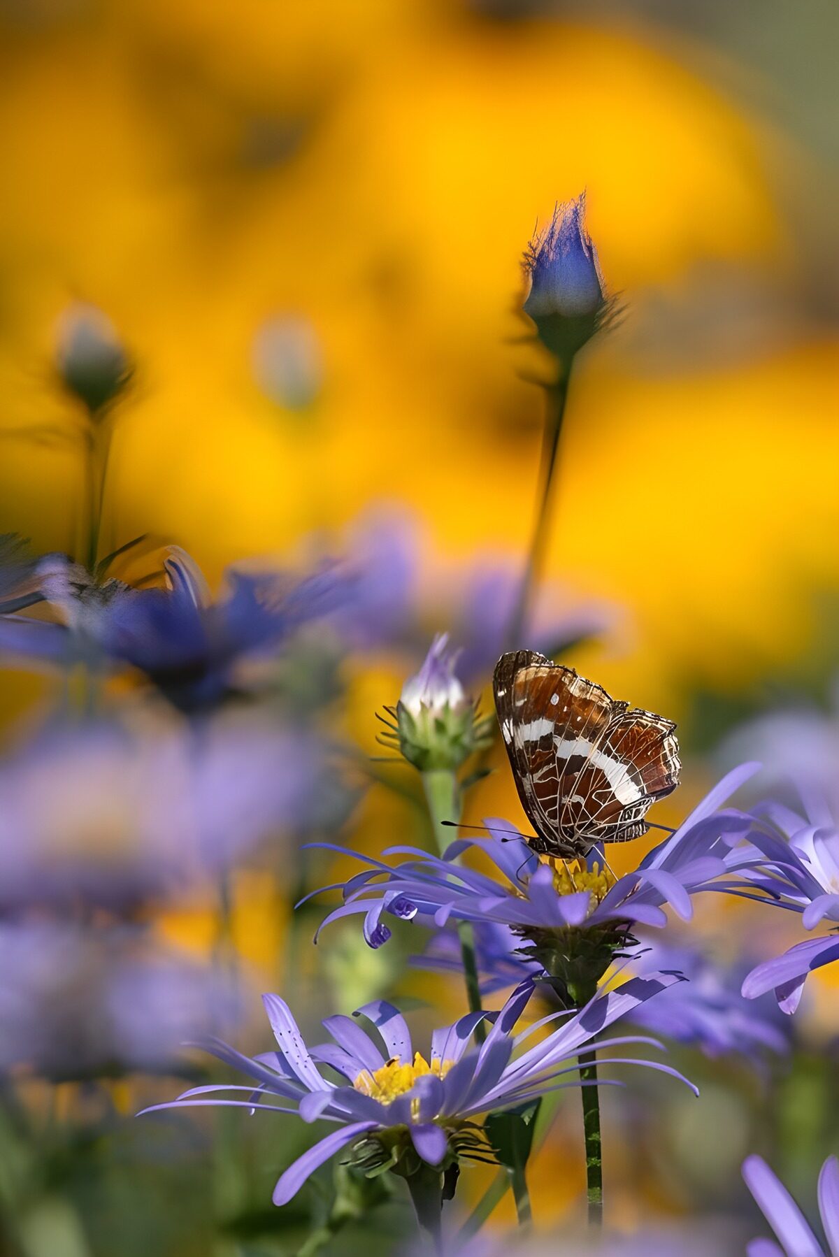 Butterfly on Purple Blossoms