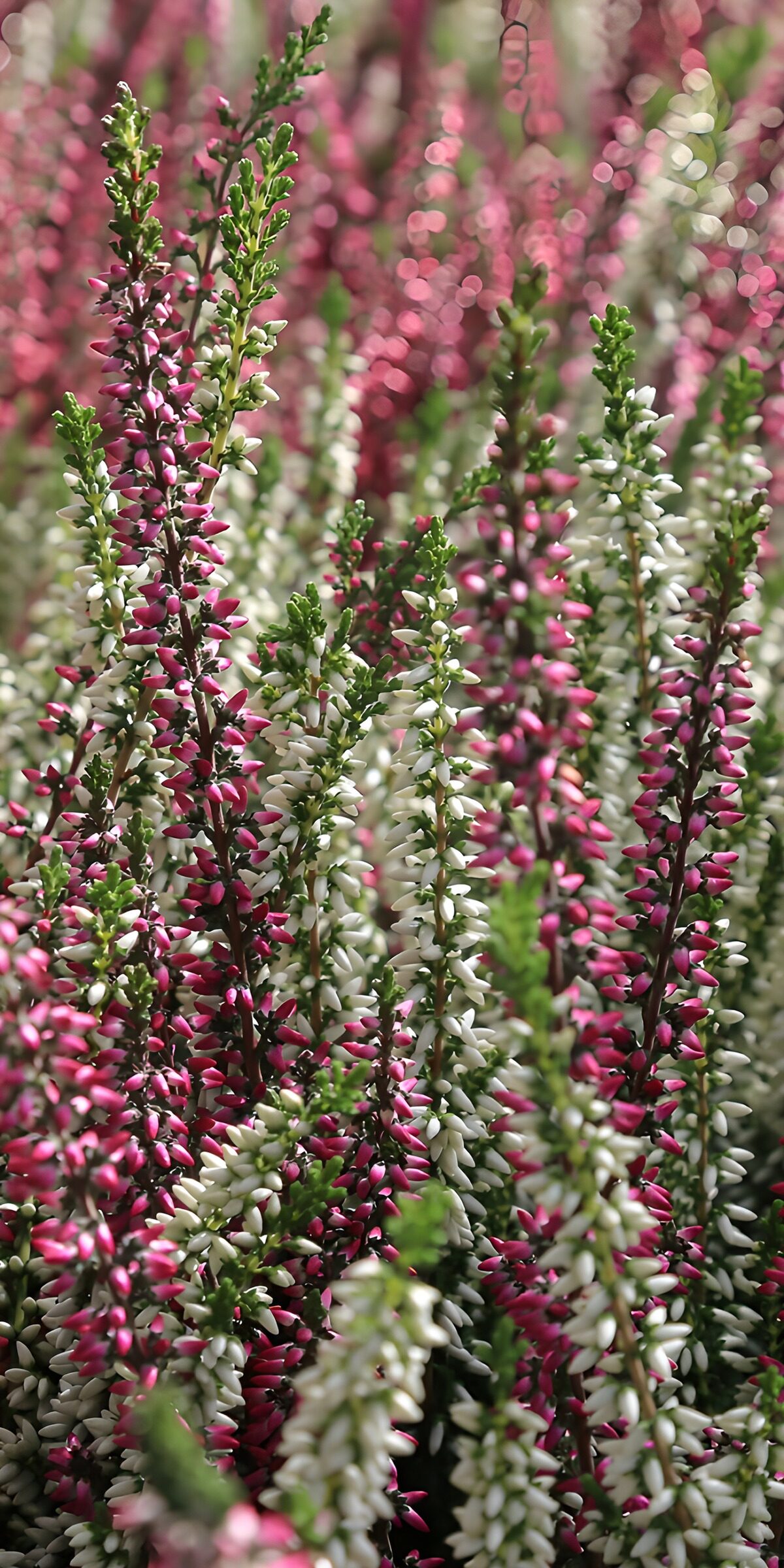 OCCOM2901384: Vibrant Heather Blooms in Harmony