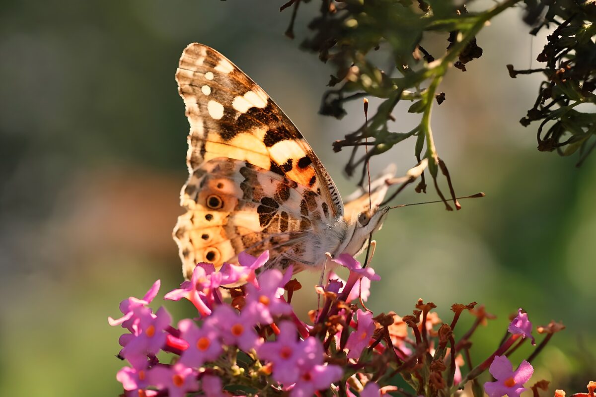 Beautiful Butterfly on Vibrant Blooms