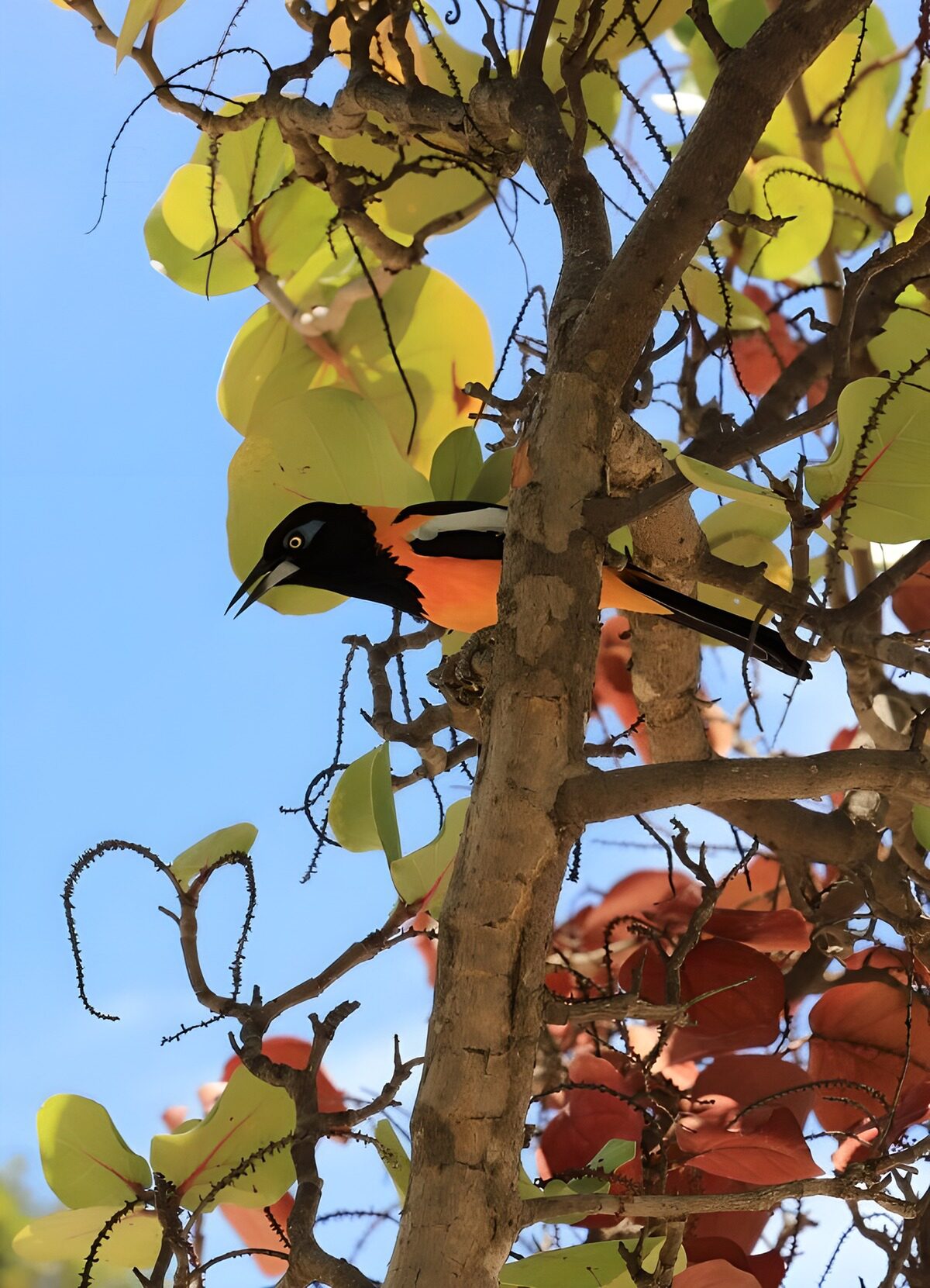 OCCOM1052621: Vibrant Bird Among Green Leaves