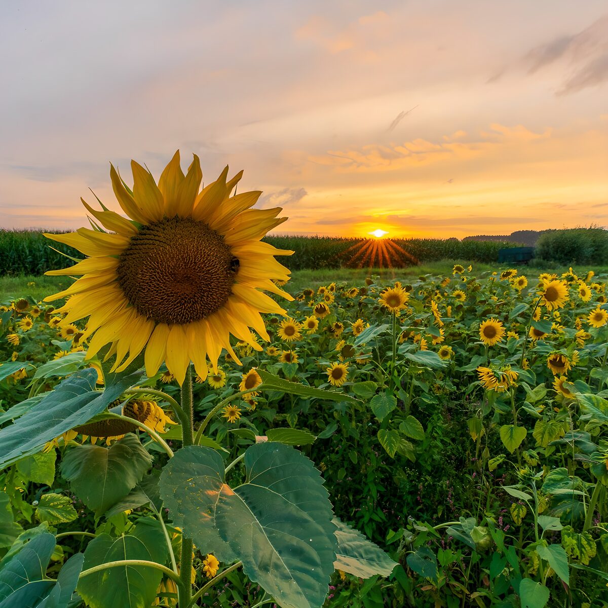 Radiant Sunflower at Sunset