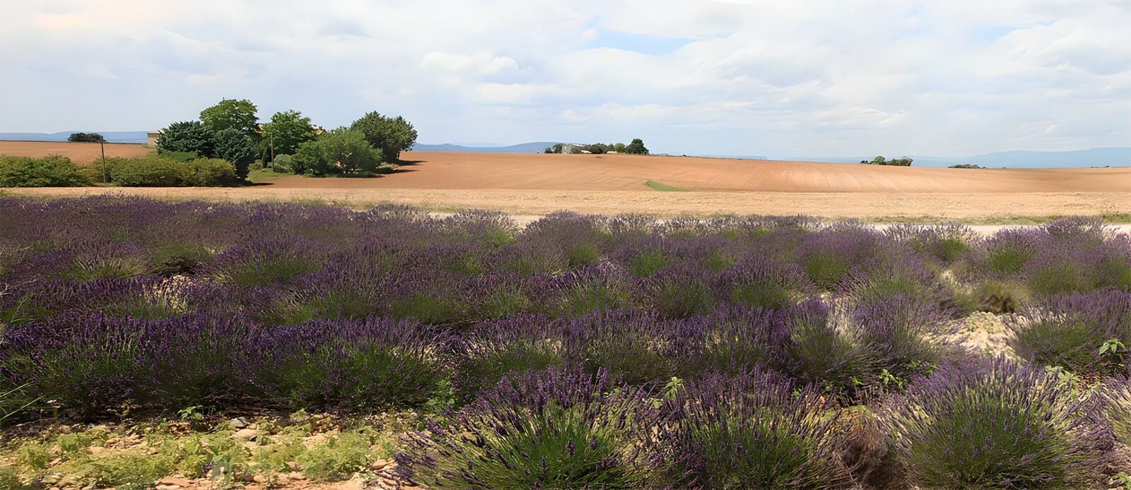 OCCOM9995864: Lavender Fields Beneath a Blue Sky