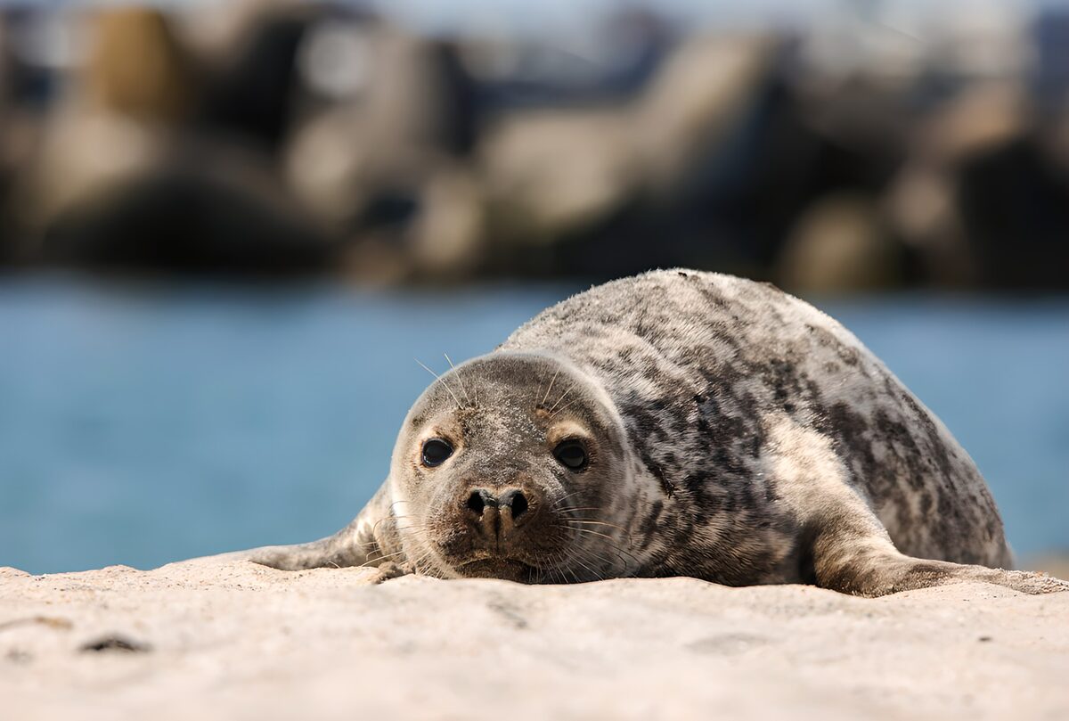 Curious Seal at the Shore
