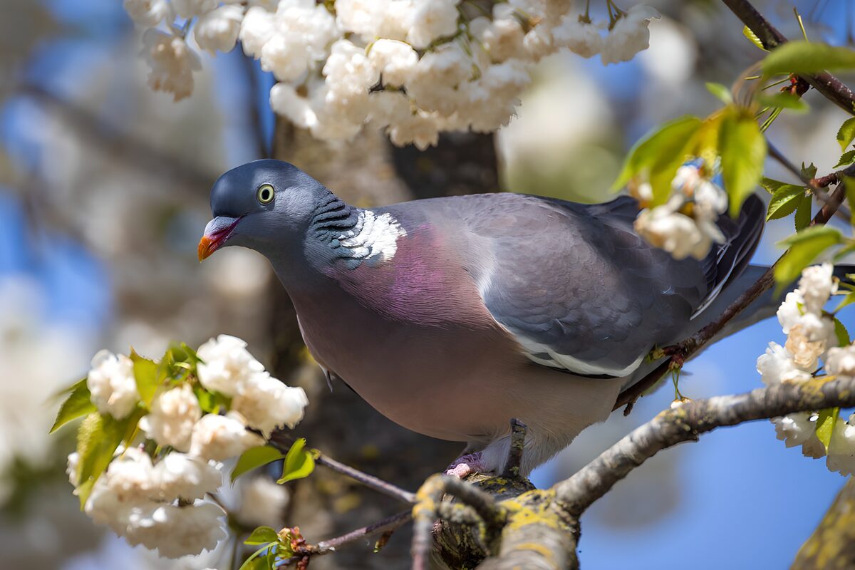 Wood Pigeon Among Spring Blossoms