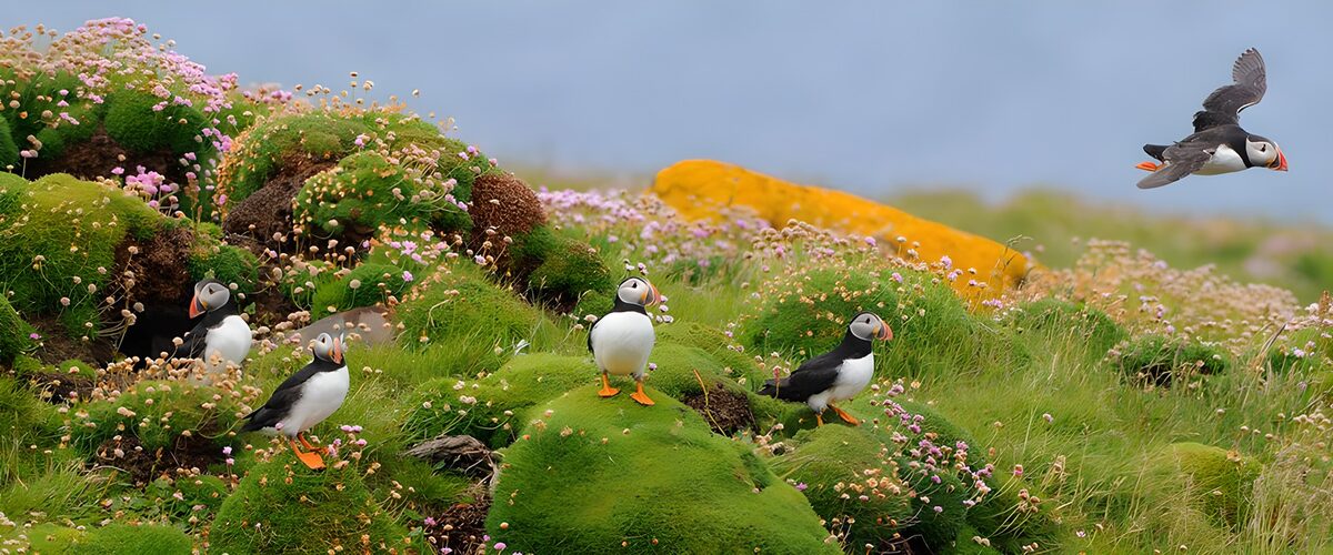 Colorful Puffins on a Flowering Meadow